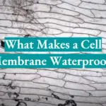 What Makes a Cell Membrane Waterproof