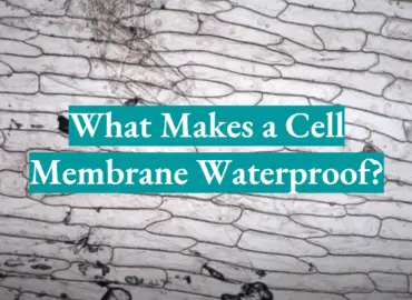 What Makes a Cell Membrane Waterproof?