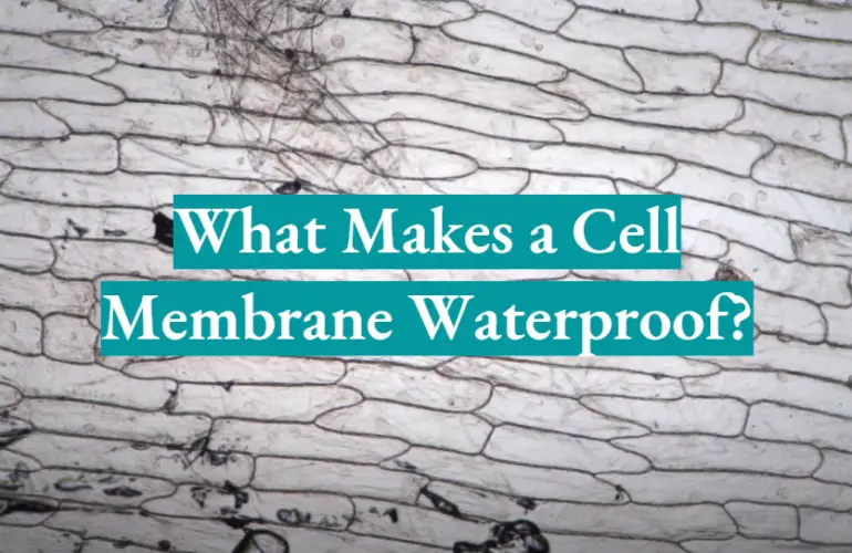 What Makes a Cell Membrane Waterproof?